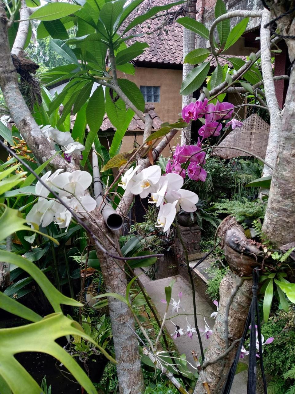Umah Ubud Guest House Zewnętrze zdjęcie